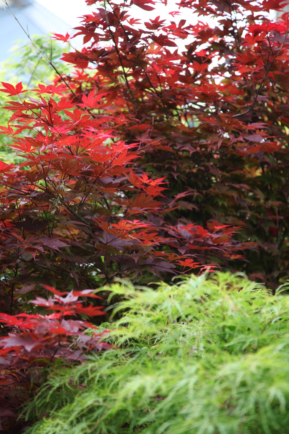 Mature Trees everything you need to know The Tree Shop