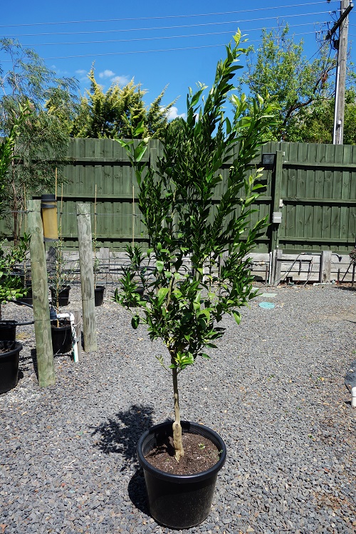 buy citrus limon eureka
