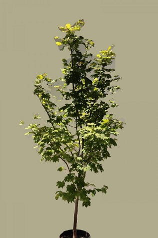 acer japonicum vitifolium for sale