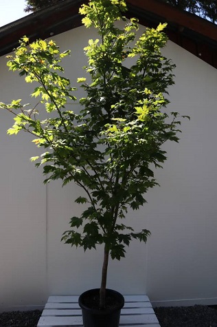 acer japonicum vitifolium online