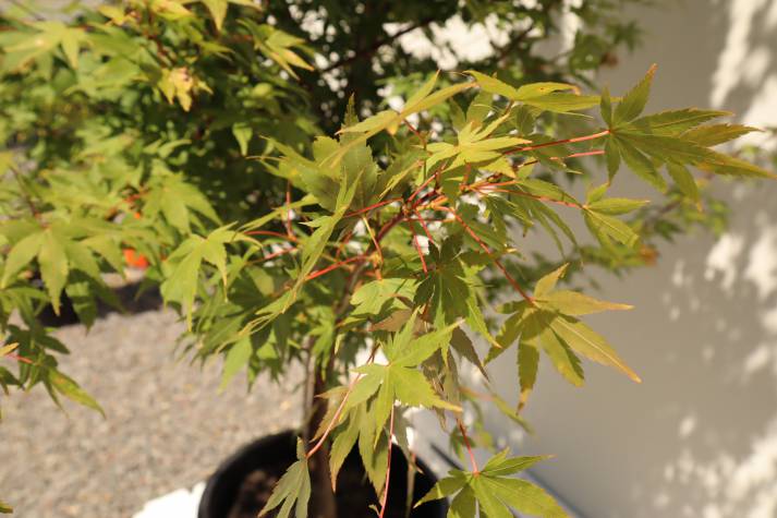 acer palmatum senkaki