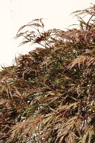acer palmatum dissectum inaba shidare