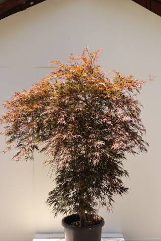 Buy acer palmatum dissectum atropurpureum online