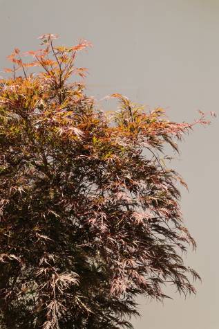 Buy acer palmatum dissectum atropurpureum