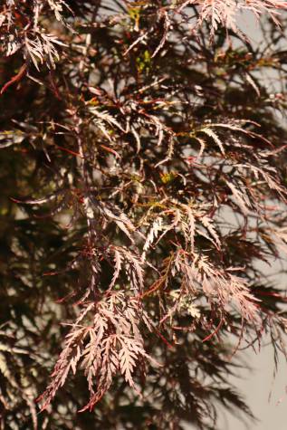 acer palmatum dissectum atropurpureum online