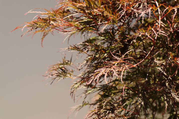 acer palmatum dissectum atropurpureum