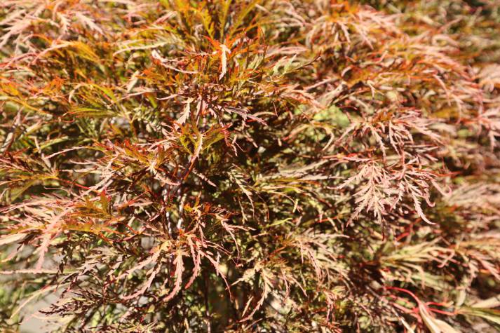 acer palmatum dissectum atropurpureum online