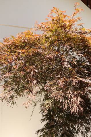 Buy acer palmatum dissectum atropurpureum online