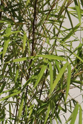 bambusa porcatus nepalese blue online