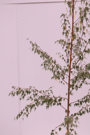 buy betula pendula dalicarlica online