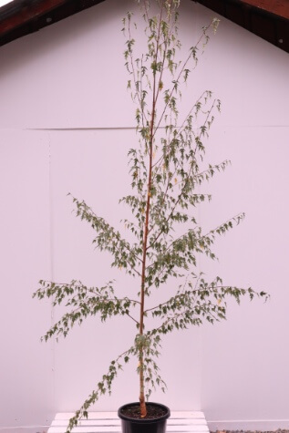 betula pendula dalicarlica for sale