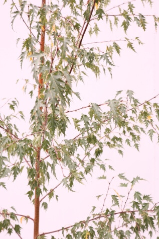 betula pendula dalecarlica online