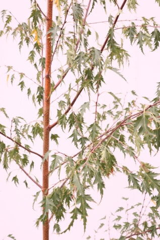 betula pendula dalecarlica melbourne