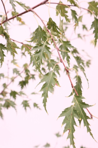 betula pendula dalecarlica