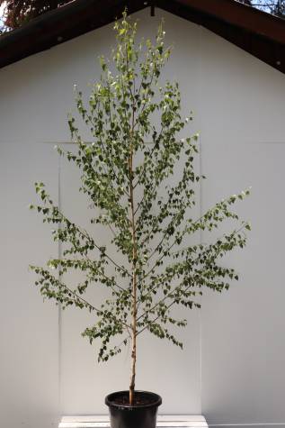buy betula pendula moss white