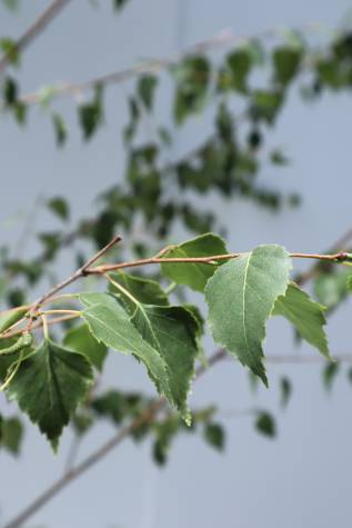 betula pendula moss white online