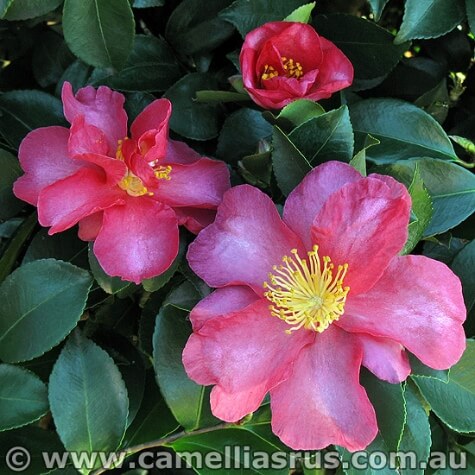 camellia sasanqua hiryu online