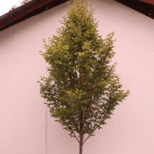 carpinus betulus fastigiata