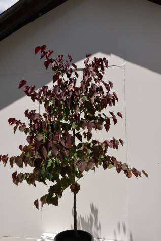 buy cercis chinensis forest pansy