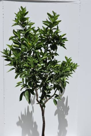 citrus aurantifolia tahitian lime melbourne