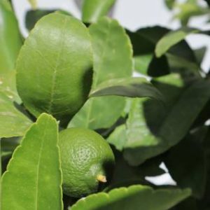 citrus aurantifolia tahitian lime