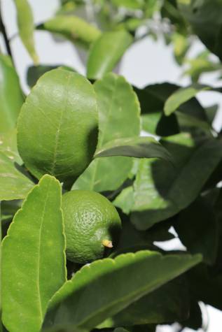 citrus aurantifolia tahitian lime