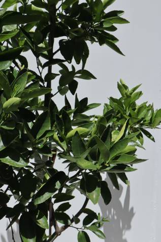 buy citrus aurantifolia tahitian lime online