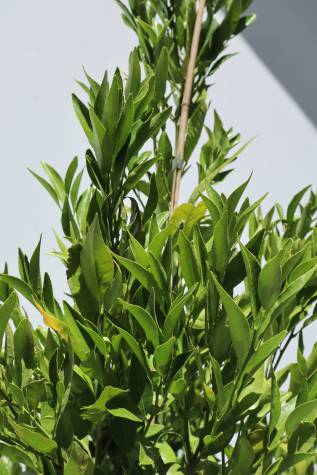 citrus reticulata imperial
