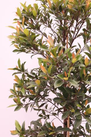 elaeocarpus reticulatus prima donna