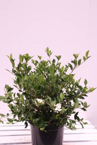 gardenia augusta florida melbourne