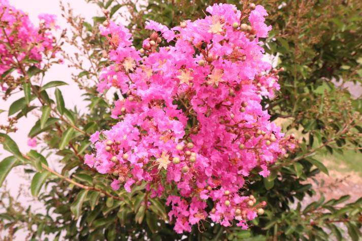 lagerstroemia indica lipan