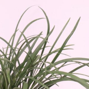 liriope muscari evergreen giant online
