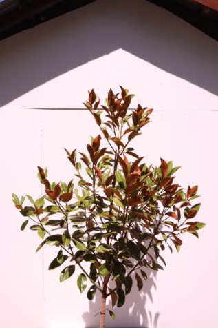 buy magnolia grandiflora exmouth