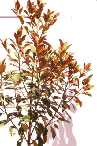 melbourne magnolia exmoth