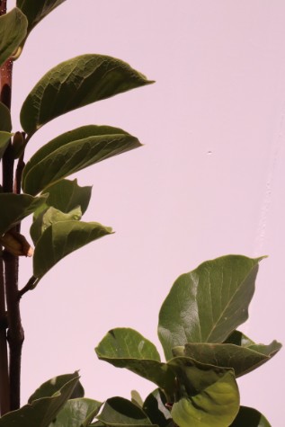 magnolia denudata melbourne