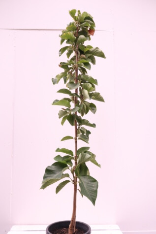 magnolia soulangeana elizabeth