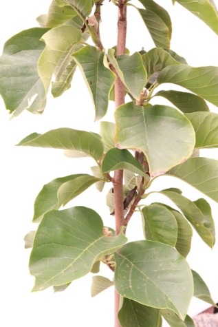 buy magnolia soulangeana elizabeth online