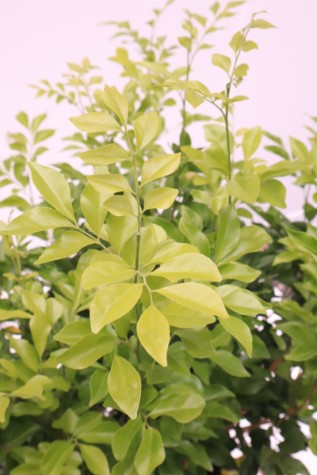 murraya paniculata plant