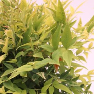 nandina domestica lemon and lime