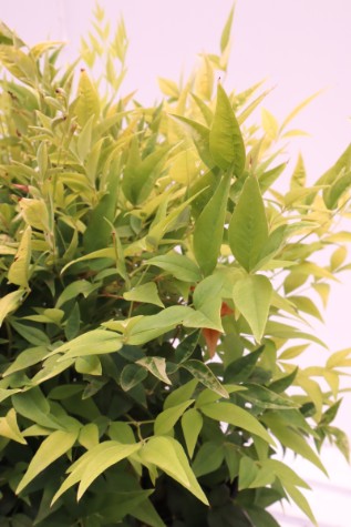 nandina domestica lemon and lime