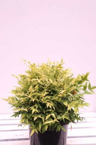 nandina domestica lemon and lime melbourne