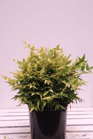 Nandina domestica Lemon and Lime