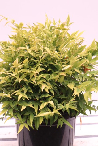 buy nandina domestica lemon and lime