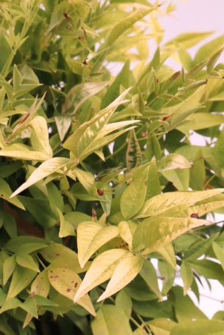 nandina domestica lemon and lime online