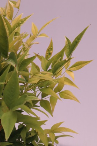 nandina domestica lemon and lime melbourne