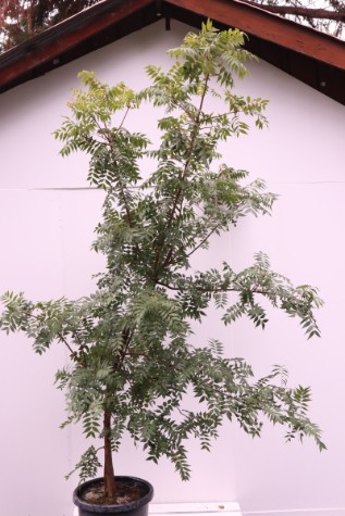 pistachia chinensis plant