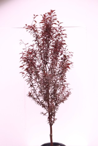 prunus cerasifera oakville spire'