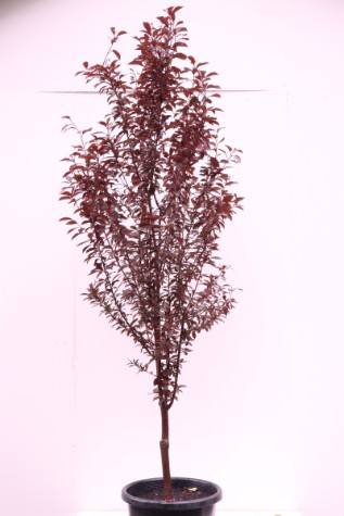 buy prunus cerasifera oakville spire