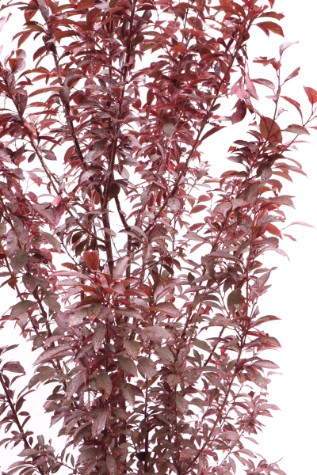 prunus cerasifera oakville spire online