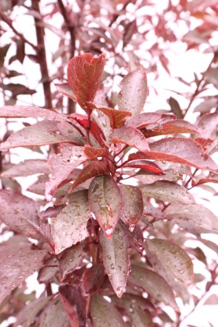 Prunus cerasifera 'Oakville Spire'